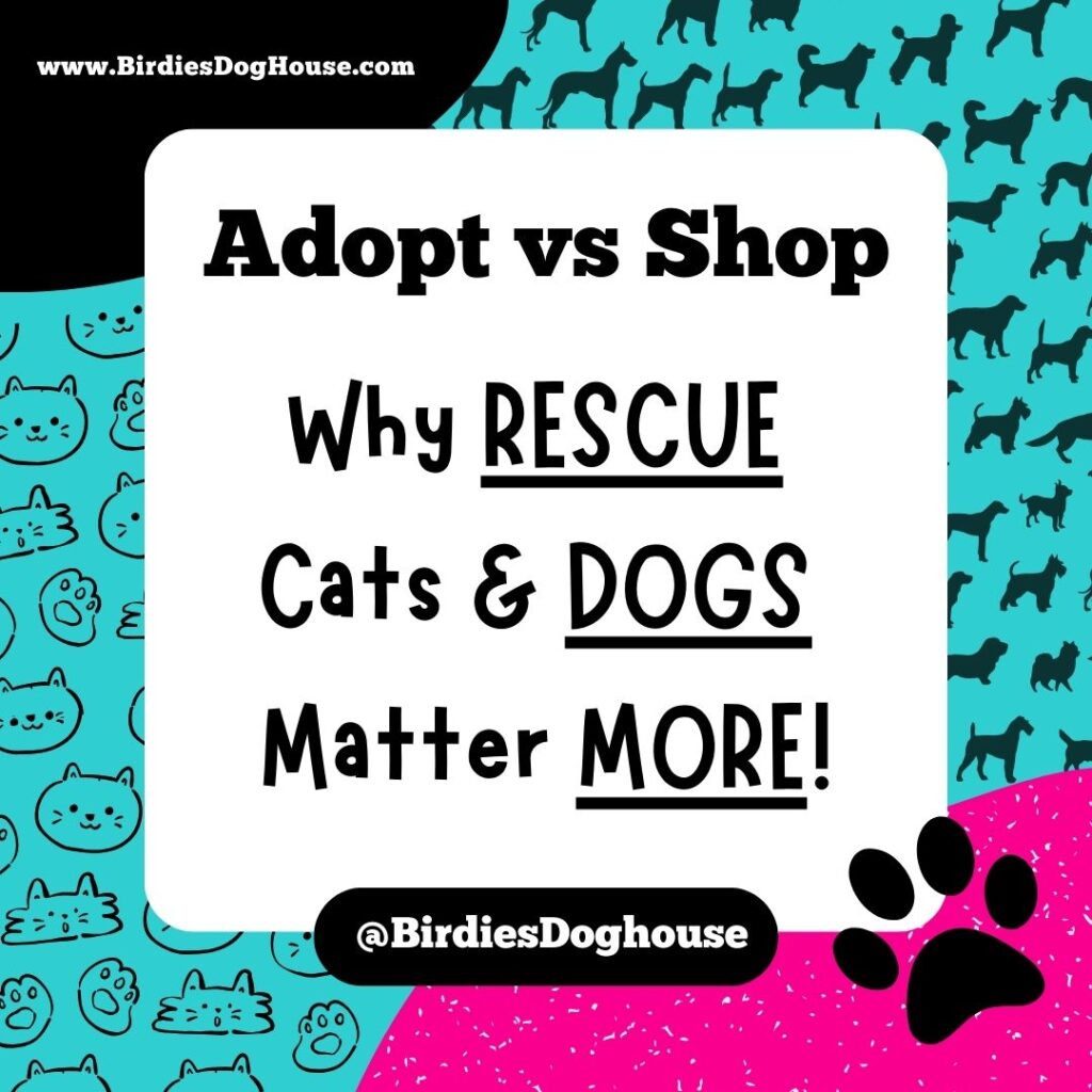 Adopting vs. Buying: Why Rescue Dogs & Cats Matter