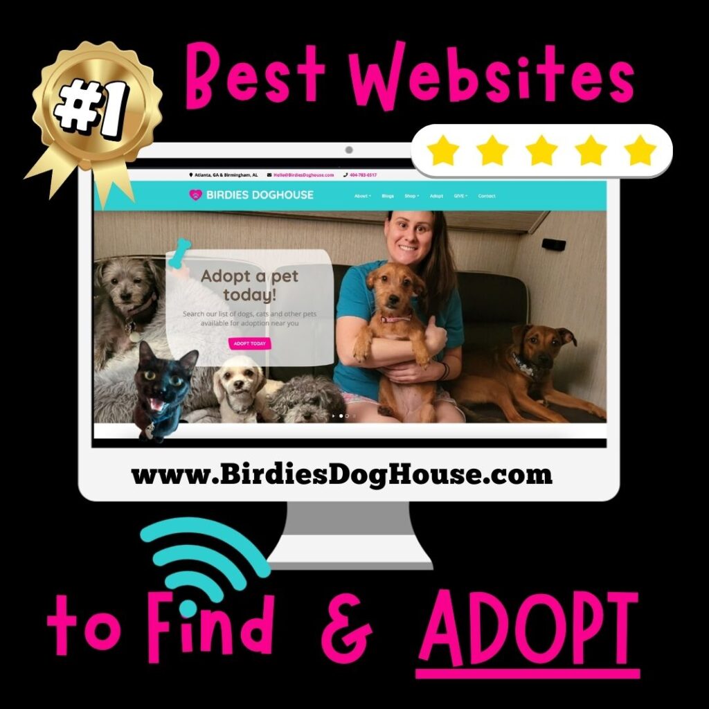 Best Online Websites to Adopt a Dog or Cat
