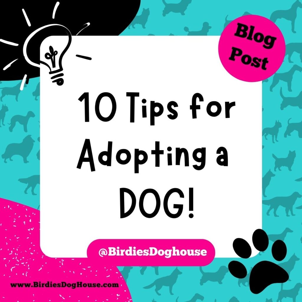 10 Tips to Prepare for Adopting a Dog