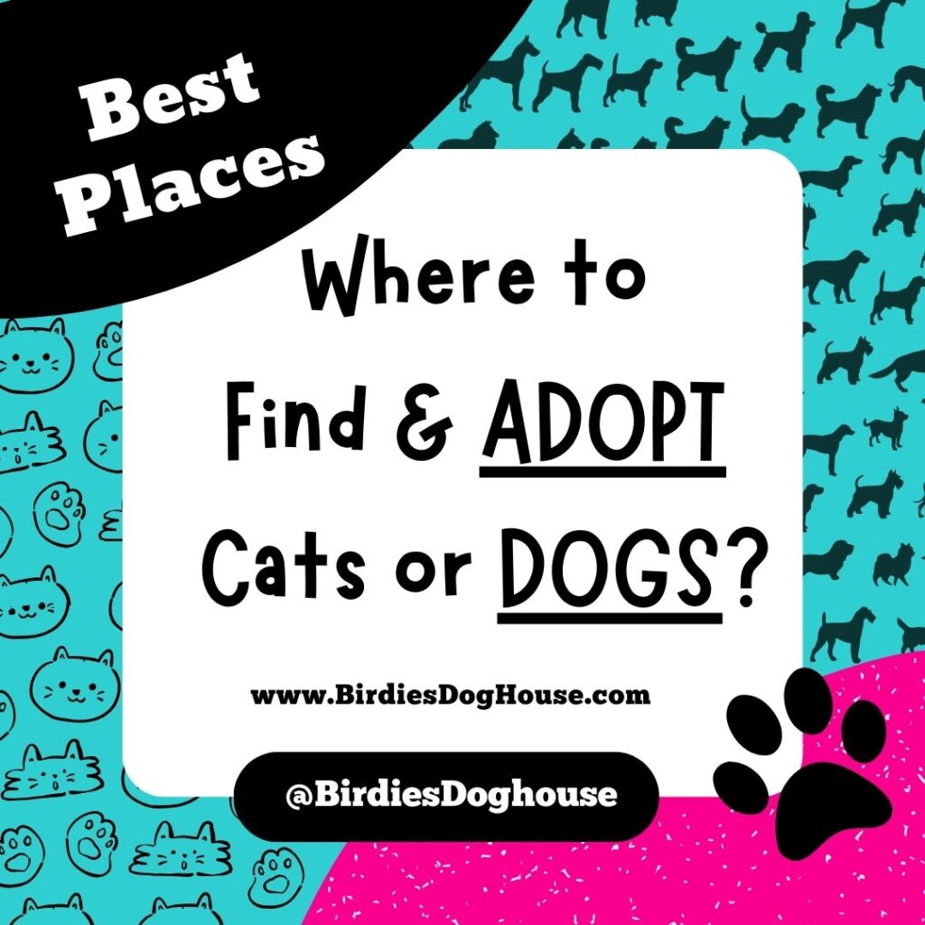 Best Place to Find and Adopt a Pet