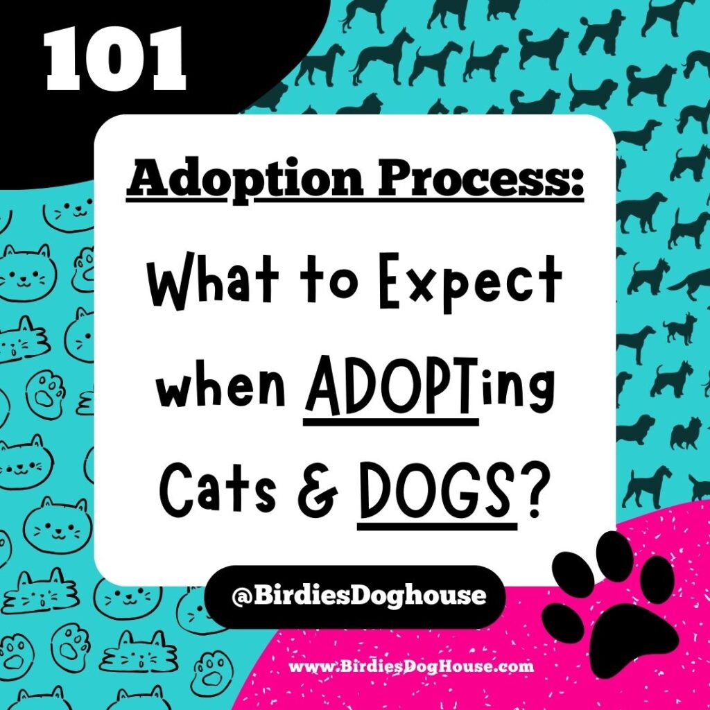 Pet Adoption Process 101: What to Expect When Adopting?