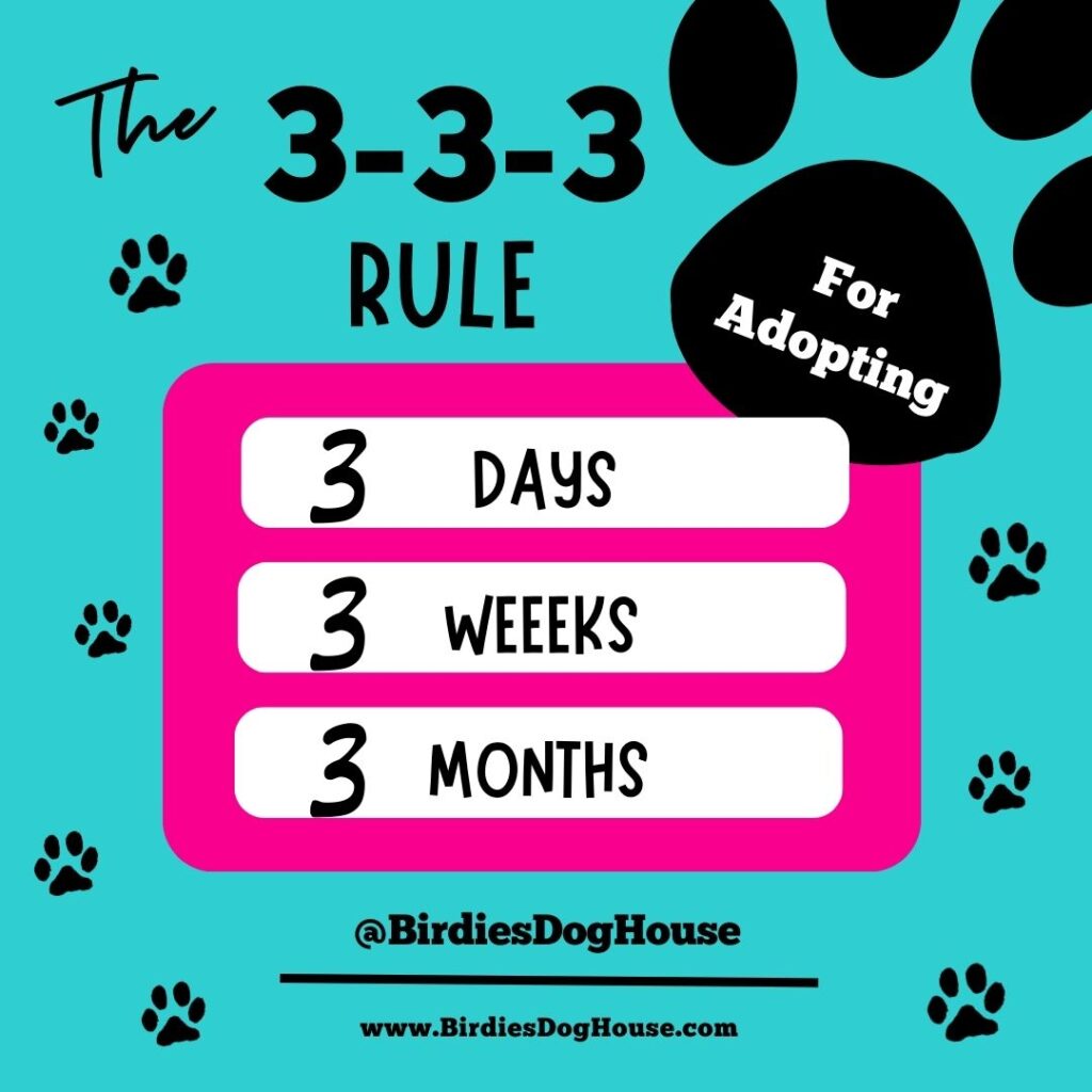 The 3-3-3 rule for adopting a dog (or cat)