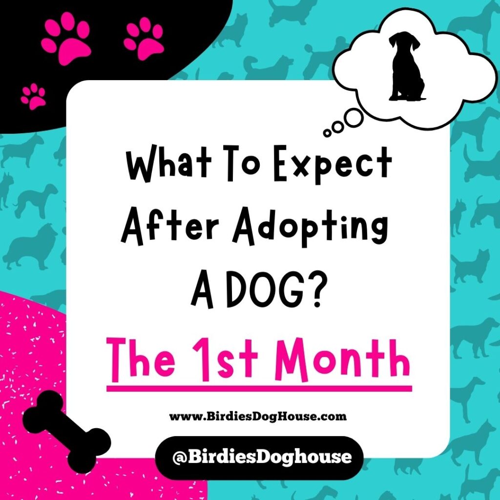 What To Expect The First Month After Adopting A Dog
