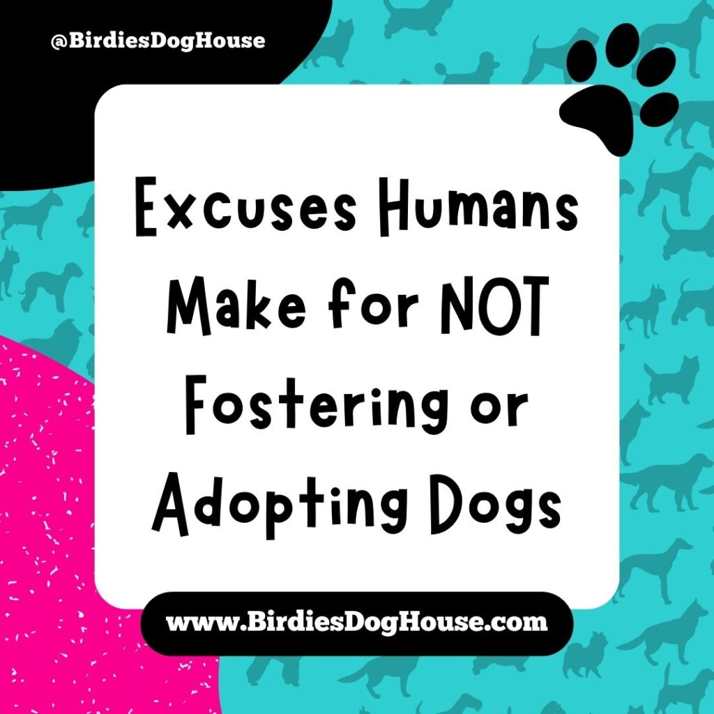 Common Excuses Humans Make for NOT Fostering or Adopting Dogs