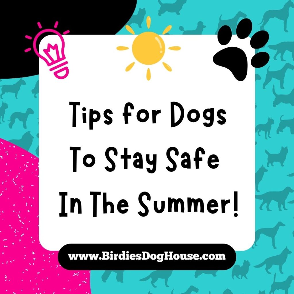 Summer Safety Tips For Dogs To Stay Cool & Safe In Hot Weather!