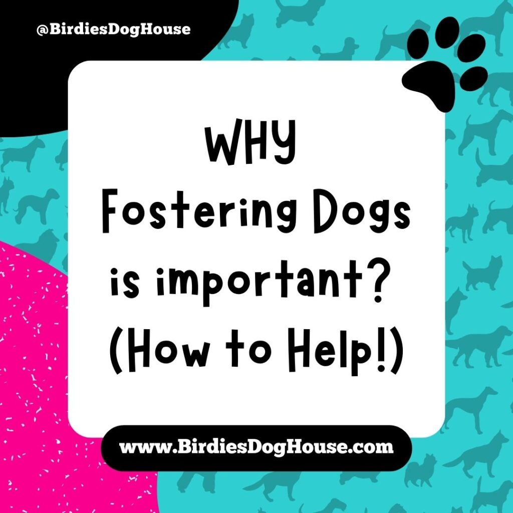 Benefits of Fostering A Dog: How Fostering Dogs Helps Save Lives!