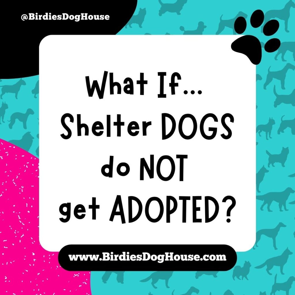 A Dose of Reality: What Happens to Dogs in Shelters That Do NOT Get Adopted?