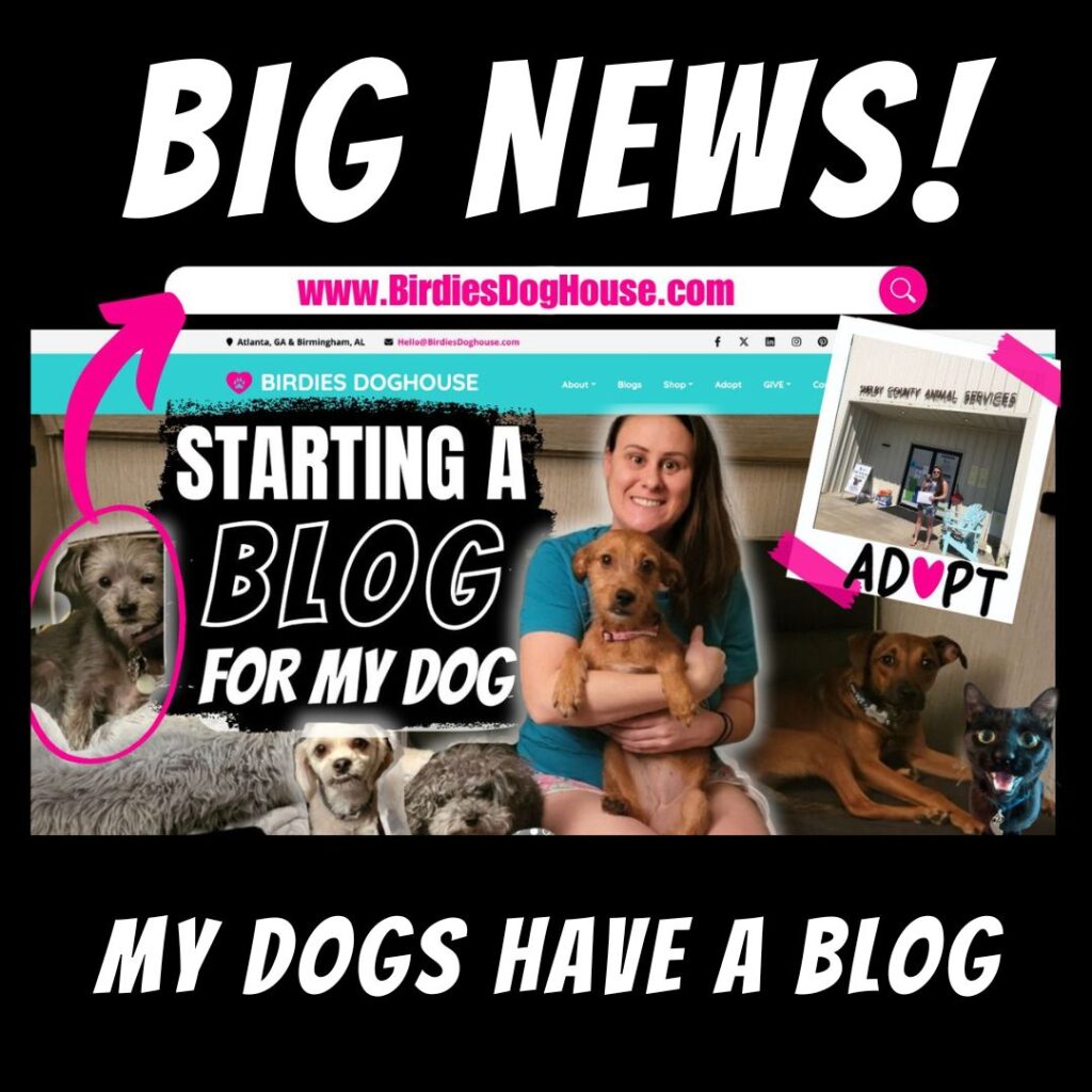 Starting A Blog + Business For My Rescue Dog! [Vlog]